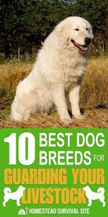 10 Best Dog Breeds For Guarding Your Livestock Best Dog Breeds Livestock Guardian Dog Livestock Guardian Dog Breeds