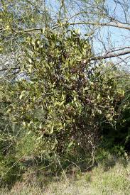 Image result for Agelanthus myrsinifolius