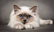 Top 10 Most Beautiful Cat Breeds - Pet Photos