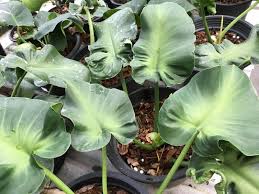 Philodendron Rugosum Radiance In 2020 Philodendron Plants Plant Nursery