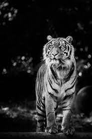 Dark Tiger By Stefan Klausmeyer 500px Tiger Photography Animals Beautiful Animals Wild