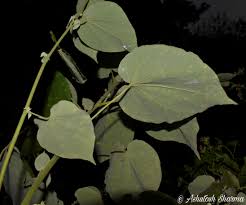 Image result for Wissadula