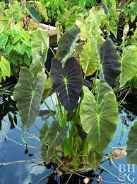 This is a relative large plant with large leaves that grows well in a large pot placed in the shallow parts of a koi pond, with the pot half or almost fully submerged. The Best Plants For Your Water Garden Water Garden Plants Water Plants For Ponds Indoor Water Garden
