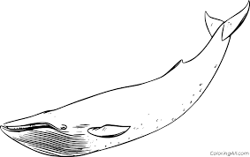 And here's an even funnier fact: Simple Swimming Blue Whale Coloring Page Coloringall