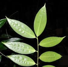 Image result for Dracaena laxissima