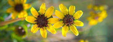 Chocolate flower also called as berlandiera lyrata, chocolate daisy, lyreleaf greeneyes, is a species of the berlandiera genus. Chocolate Daisy