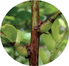 Image result for Phyllanthus hutchinsonianus