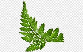 Buy succulent for your garden! Graphy Leaf Pandan Leaf White Leaf Burknar Png Pngwing