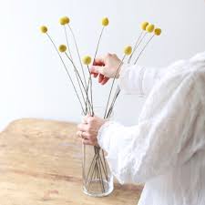 We did not find results for: Preserved Natural Billy Buttons Craspedia Flowers Lisa Angel
