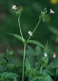 Image result for Caryophyllaceae