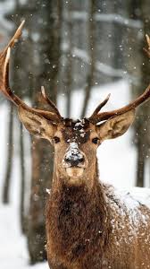 Winterbilder hintergrund für pc 1920x1080 full hd kostenlos downloaden schöne desktop bilder coole fotos & tolle ultra hd 4k 3840x2160 winter. Pin Von Pedi Ut Twedt Auf Mamifers Mammals Mamiferos Hirsch Wallpaper Tier Wallpaper Natur Tiere