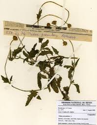 Image result for Tridax