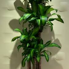 Image result for Dracaena laxissima