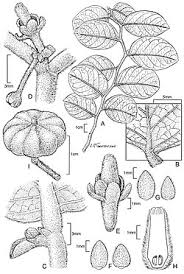 Image result for Phyllanthus hutchinsonianus