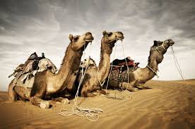 No matter the type, camels are usually found in the desert, prairie or steppe. How Have Animals Adapted To The Desert Internet Geography