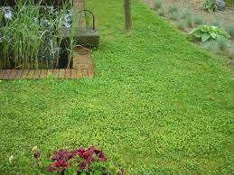 Clover And Creeping Thyme Creeping Thyme Clover Lawn Ground Cover Plants