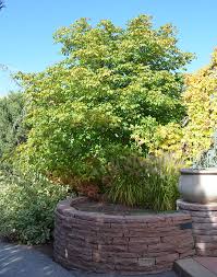 Forney lp & forney lp: Ufei Selectree A Tree Selection Guide