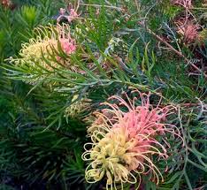 Image result for Grevillea