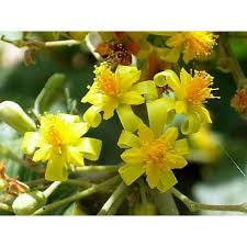 Image result for Grewia schinzii