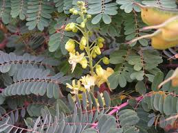 Image result for Caesalpinia decapetala