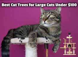 Cat trees go by a bunch of names these days: 5 Best Cat Trees For Large Cats Under 100 Middle Class Dad