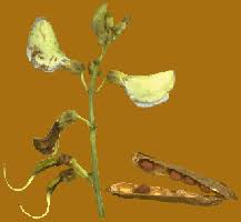 Image result for Psophocarpus scandens