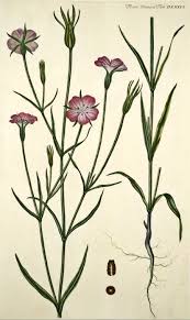 Image result for Agrostemma githago