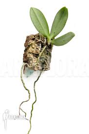 Image result for Aerangis