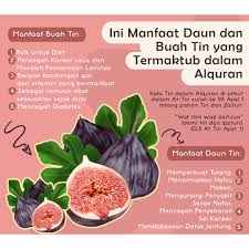 Nah, buah ini biasanya tumbuh di negera dengan iklim tropis dan subtropis. Bibit Tanaman Buah Tin Brown Turkey Shopee Indonesia