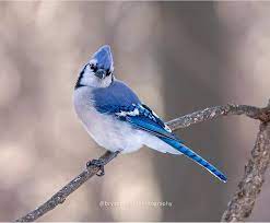 The Beautiful Feathers Of The Common Blue Jay Are Anything But Common Blue Jay Pet Birds Passerine