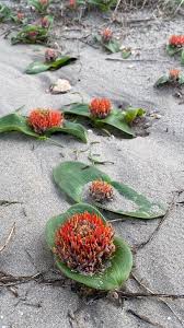 Image result for Daubenya