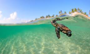 La supervivencia de la tortuga marina