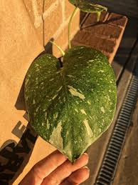 While this plant is often referred to as the split leaf philodendron it's not truly a philodendron at no need to worry this is simply a baby plant. I Just Paid 125 For A Three Leaf Baby Variegated Monstera Not Ashamed One Bit Can T Wait To See This Baby Grow Houseplants
