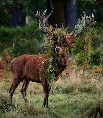 🔥 a buck looking regal af 🔥 : rNatureIsFuckingLit