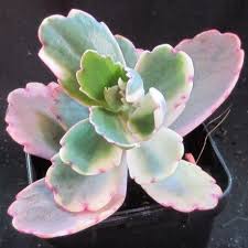 Kalanchoe Fedtschenkoi Variegated Succulents Succulents Online Planting Succulents