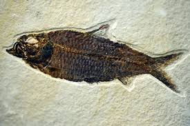 Privilégiez les poissons des lacs suisses. Du Savant Dans Les Oreilles Pourquoi Trouve T On Des Fossiles De Poissons Dans Les Montagnes