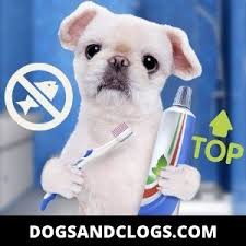 Check spelling or type a new query. 15 Reasons Why Your Dog Suddenly Smells Like Fish 17 Tips