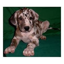 Click here to view great dane dogs in florida for adoption. Akc Fawnequin Great Dane Puppies Great Dane Puppy Dane Puppies Great Dane