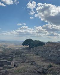 Image result for Thesium pygmaeum