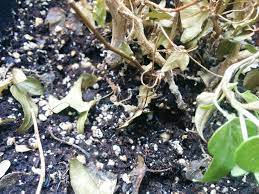 This is just a personal preference, as i don't want to have to deal with a bug issue once i bring them back. English Ivy Plant Dying With White Spots At The Base Gardening Landscaping Stack Exchange