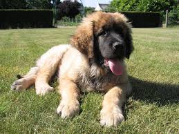 You can easily recognize him by his black mask, lionlike mane, and bushy coat that comes in varying shades of tan. Leonberger Temperament Breeders Price And Puppies For Sale