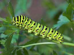 Black And Red Furry Caterpillar Uk Swallowtail Caterpillar