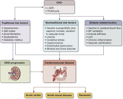 Maybe you would like to learn more about one of these? Prevention And Treatment Of Stroke In Patients With Chronic Kidney Disease An Overview Of Evidence And Current Guidelines Kidney International
