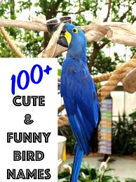 Names Birds That Start With B 100 Cute And Funny Bird Names From Mr Beaks To Whistler Pet Names Unique Cute Animal Names Cute Pet Names