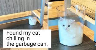 The cat got bored and he made a bloodthirsty attack on a neighbor. Pin On Pet Articles