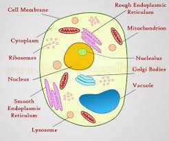 Structure Of Animal Cell And Plant Cell Under Microscope Diagrams In 2020 Animal Cell Plant And Animal Cells Cell Diagram