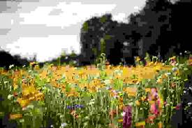 I fiori gialli sono fiori gialli simili al narciso from www.tuttogreen.it. Fiori Di Campo Ecco Quali Sono I Fiori Selvatici Da Conoscere