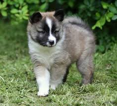 Icelandic Sheepdog Vs Australian Kelpie Breed Comparison