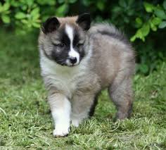 Colleen@crossbreezefarm.com﻿ five of our dogs on vacations with us: Icelandic Sheepdog Vs Australian Kelpie Breed Comparison