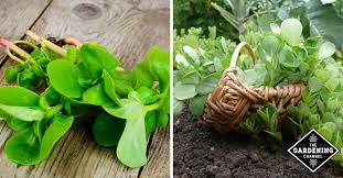 I've never heard of an allergic reaction to purslane in texts, but anything is possible. How To Grow Purslane Gardening Channel